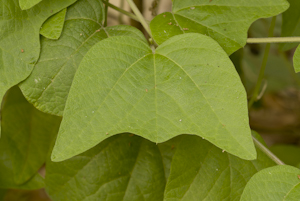 Passiflora sexflora