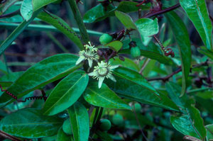 Passiflora suberosa