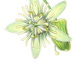 Passiflora suberosa