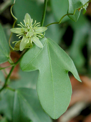 Passiflora suberosa