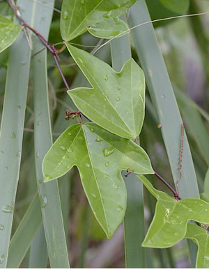 Passiflora suberosa