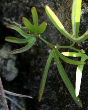 Passiflora suberosa