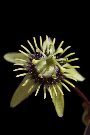 Passiflora suberosa