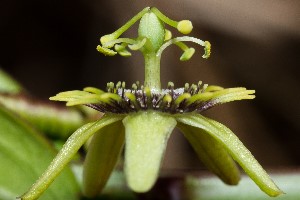 Passiflora suberosa