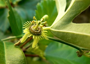 Passiflora suberosa