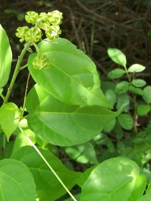 Pavonia paludicola