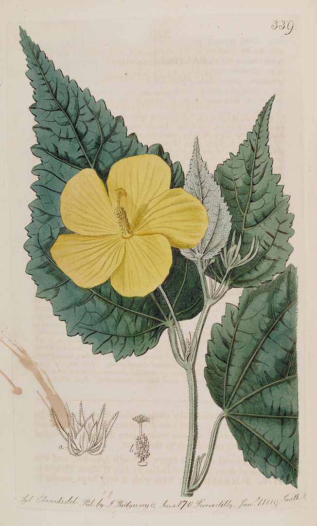 Pavonia spinifex