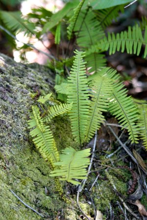 Pecluma plumula