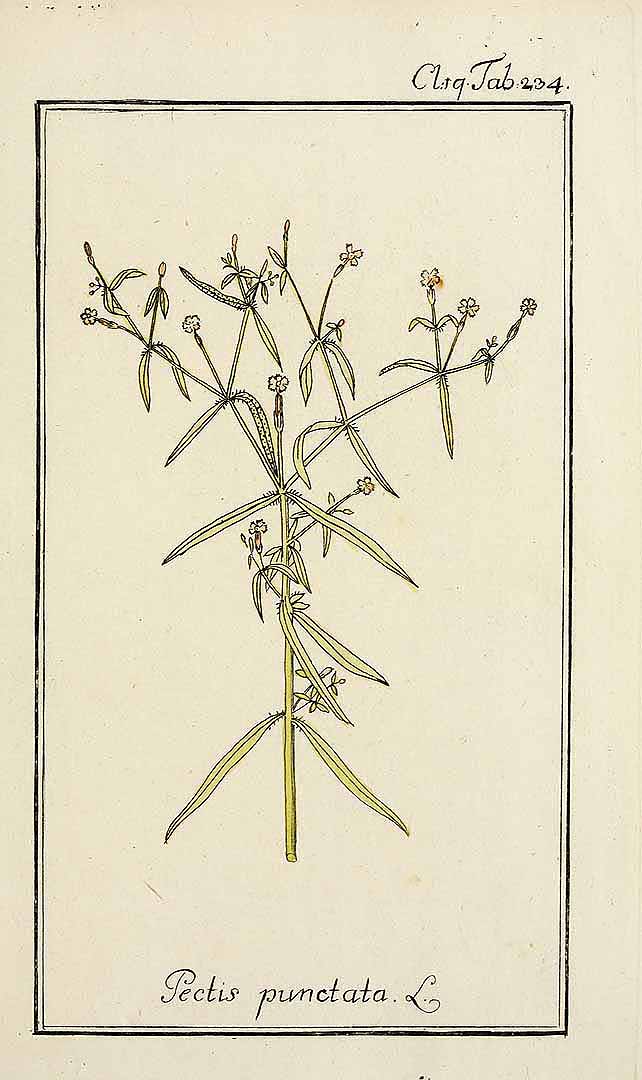 Pectis linifolia