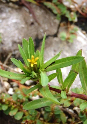 Pectis prostrata