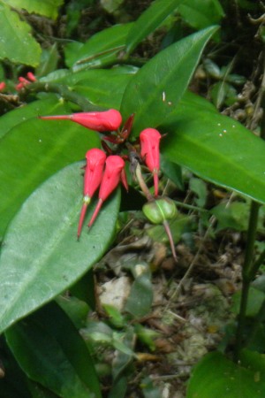 Euphorbia tithymaloides