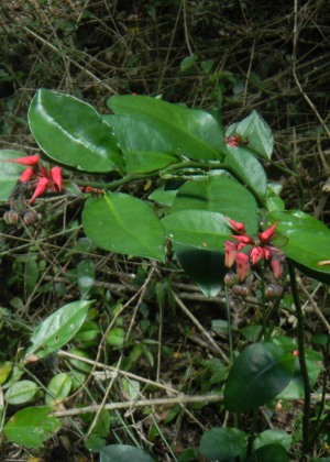 Euphorbia tithymaloides