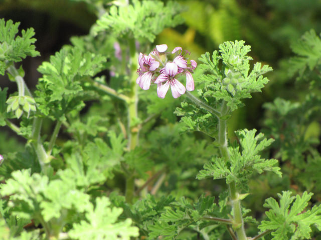 Pelargonium graveolens