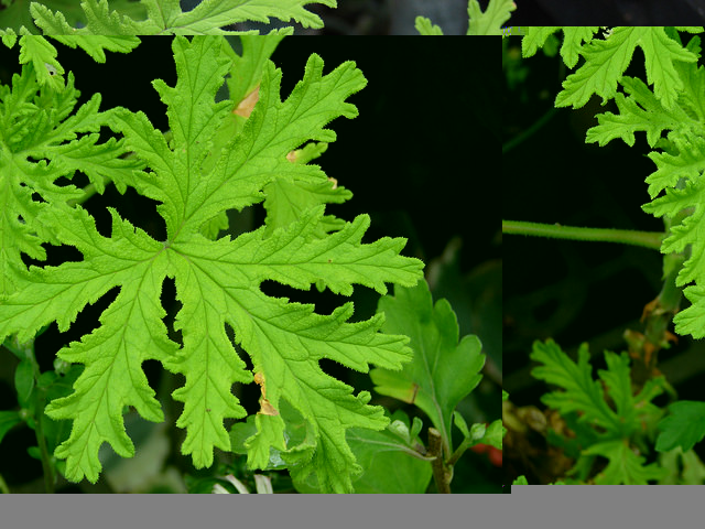 Pelargonium graveolens