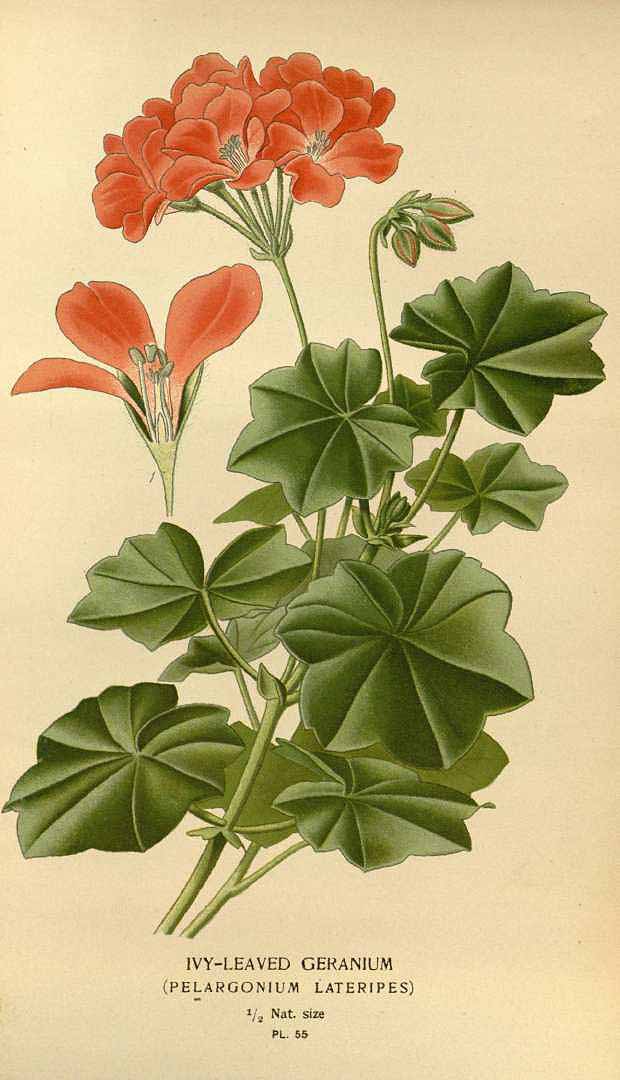 Pelargonium peltatum