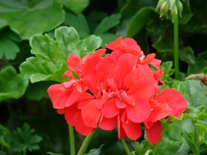 Pelargonium x hortorum