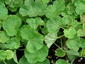 Pelargonium x hortorum