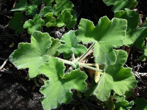 Pelargonium x hortorum