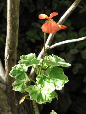 Pelargonium x hortorum