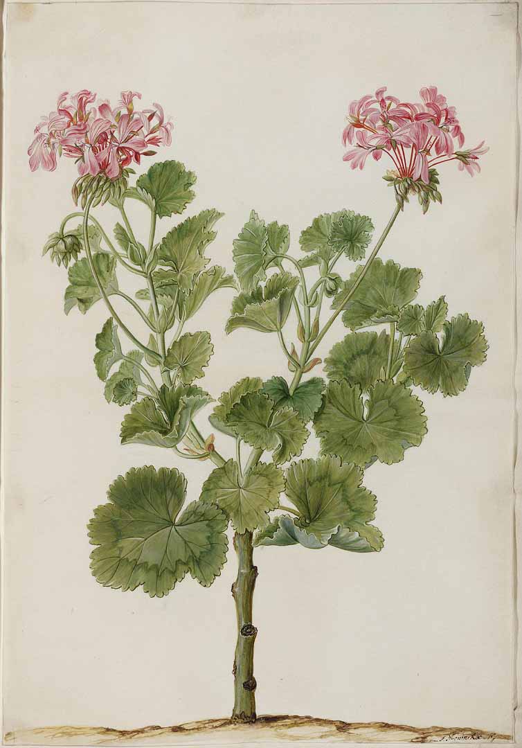 Pelargonium zonale