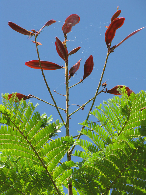 Peltophorum pterocarpum