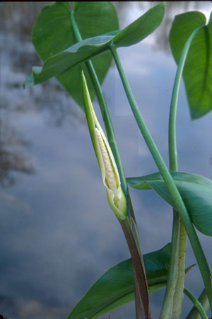 Peltandra virginica