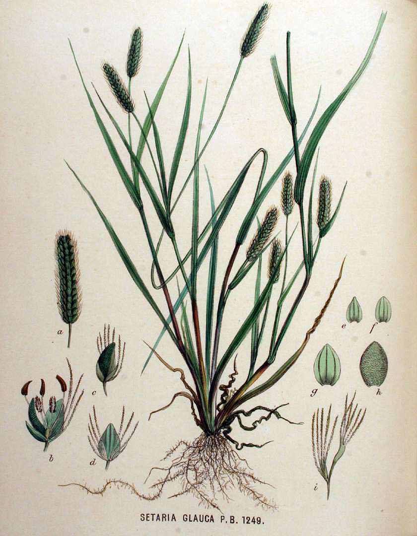 Pennisetum glaucum