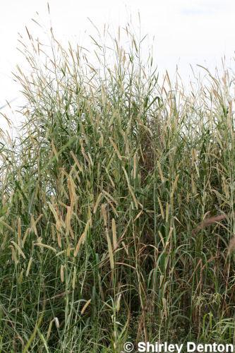 Pennisetum purpureum