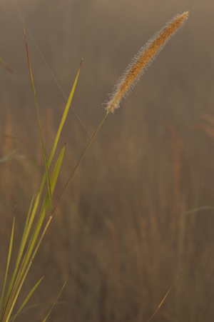 Pennisetum purpureum