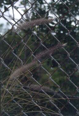 Pennisetum setaceum