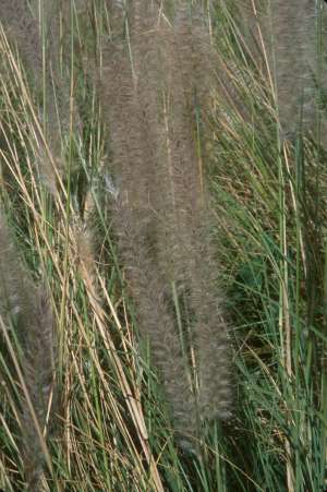 Pennisetum setaceum