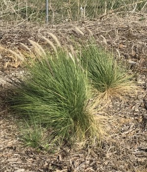 Pennisetum setaceum