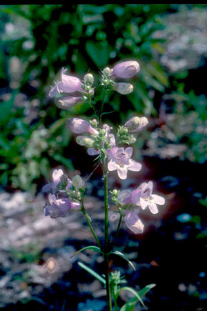 Penstemon multiflorus