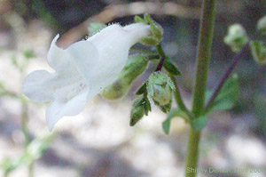 Penstemon multiflorus