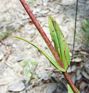 Penstemon multiflorus