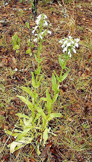 Penstemon multiflorus