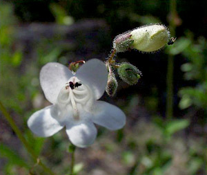 Penstemon multiflorus