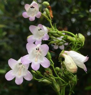 Penstemon multiflorus