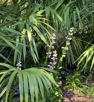 Penstemon multiflorus