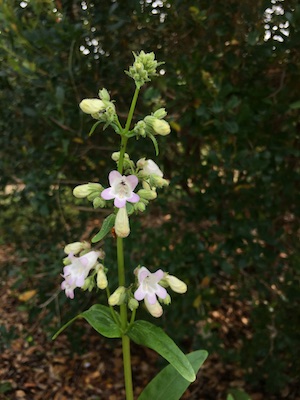 Penstemon multiflorus