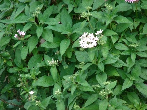 Pentas lanceolata