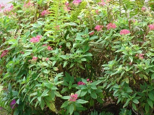 Pentas lanceolata