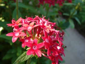 Pentas lanceolata