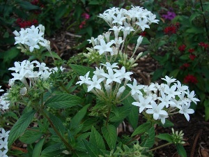 Pentas lanceolata