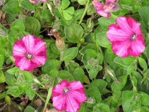 Petunia x hybrida