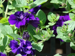 Petunia x hybrida