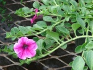 Petunia x hybrida