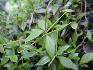 Peperomia glabella