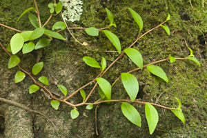 Peperomia glabella