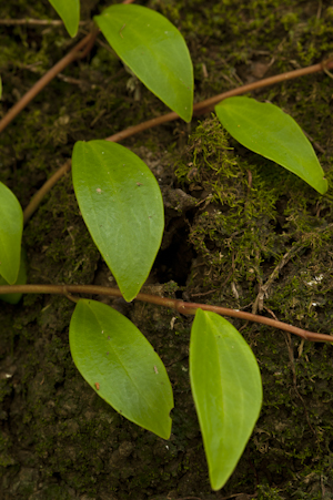 Peperomia glabella